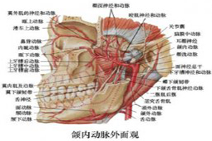 口腔面部动脉解剖图片