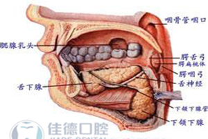 根尖牙病的症状及鉴别诊断究竟是怎么样的？