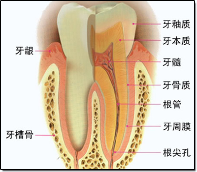  如何预防牙龈肿痛？