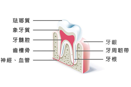 根管的治疗步骤详解！