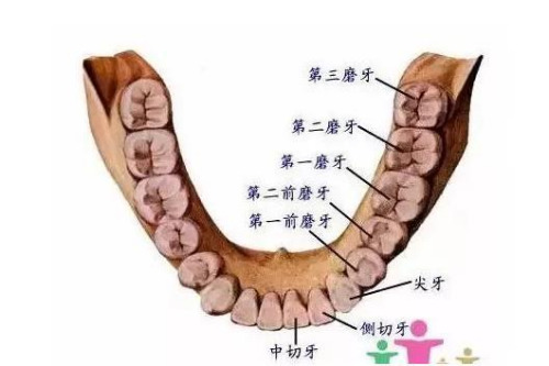 合肥根管的治疗多少钱